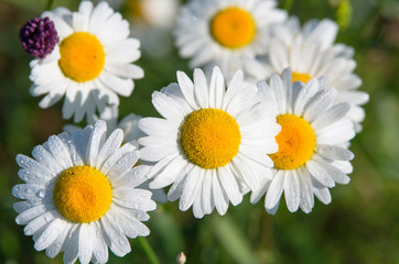 Beautiful large daisy flowers on a spring field on a bright sunny morning.