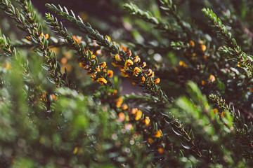 eutaxia obovata (also called egg and bacon plant) with green spiky leaves and yellow flowers