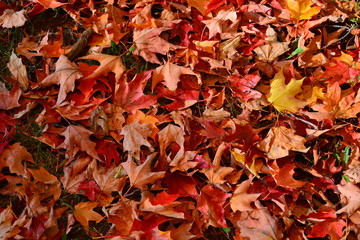 Stunning photos of Autumn