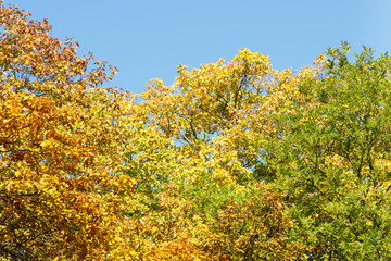 View on trees with colorful leaves in autumnal park