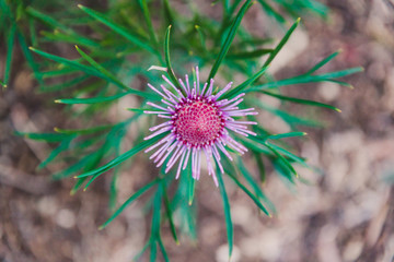 native Australian bush plant isopogon candy cone with pink flowers