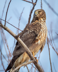 Northern Harrier at Steigerwald National Wildlife Refuge