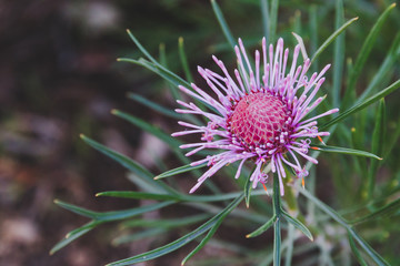 native Australian bush plant isopogon candy cone with pink flowers