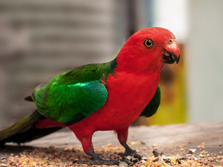 Australian native king parrot