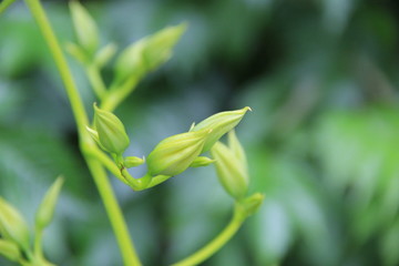 ノウゼンカズラの蕾(愛媛県)