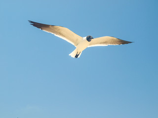 Seabirds full Animal Themes Flying Laughing Gull (Larus atricilla) South America archipiélago Los Roques Venezuela´ 
