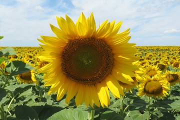 Beautiful sunflowers in the field on blue sky background, europe