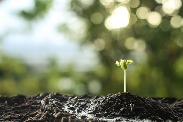 Farmer's hand watering a young plant on green bokeh nature