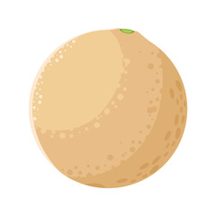 melon fresh fruit in white background