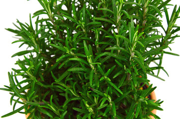 Rosemary Tree oRosemary Tree on white background. Rosmarinus officinalis isolated.n white background. Rosmarinus officinalis isolated.