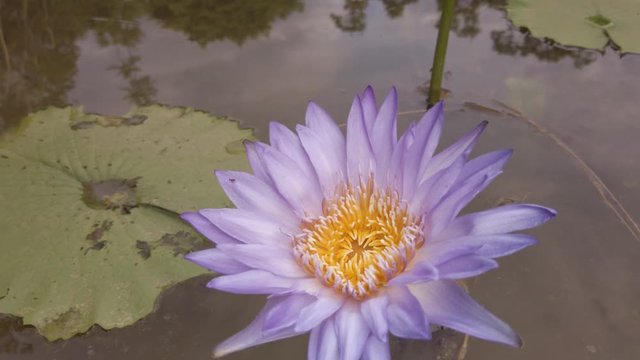 Tilt close up of Blue Egyptian Lotus, Nymphaea caerulea in buddhist temple pond.