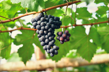 Close-up of bunches of ripe red wine grapes on vine