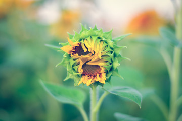 Sunflower close-up. Heart in a flower. Beautiful sunflower.