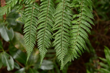 Milford Sound in New Zealand