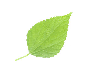 green leaf isolated on a white