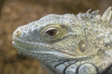 Green Iguana Face Closeup