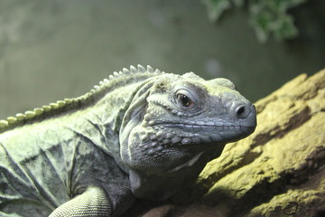 Green Iguana Face Closeup