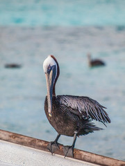 Zoology - Birds - Pelecaniformes - Brown pelican (Pelecanus occidentalis). Los Roques Archipelago National Park, Venezuela.