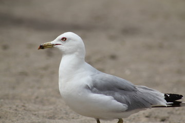 Fototapeta na wymiar Ring Billed Gull, Larus delawarensis Gull 