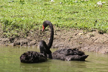 Obraz premium Two Black Swans, Cygnus Atratus swimming in a pond