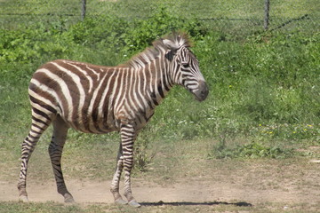 Fototapeta na wymiar Young Brown and White Zebra 