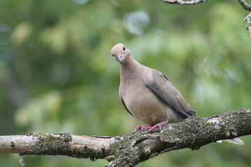 American Mourning Dove, Columba Oenas on a branch