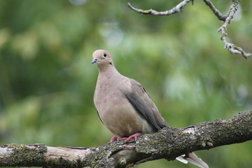 American Mourning Dove, Columba Oenas on a branch