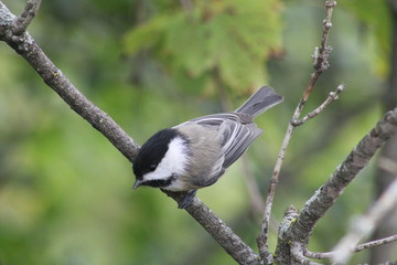 Black-capped Chickadee, Poecile on a branch