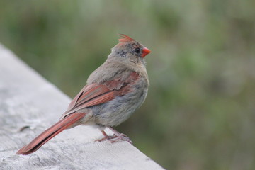 Fototapeta premium Red Female Northern cardinal, Cardinalis on deck rail
