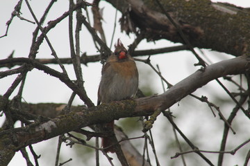 Red Female Northern cardinal, Cardinalis on branch 