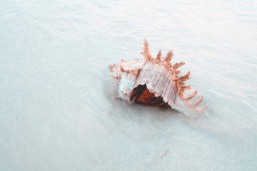 Red crab lives using shells to make houses, hermit crabs on the sandy beach.Red crabs use shells to make houses, hermit crabs On the sandy beach in the perfect sea.