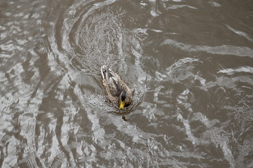 One Mallard, Anas Platyrhynchos Duck Swimming in a pond