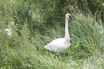 Two Trumpeter Swans, Cygnus Buccinator Face In Marsh Vegetation
