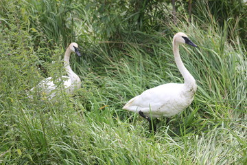 Two Trumpeter Swans, Cygnus Buccinator Face In Marsh Vegetation