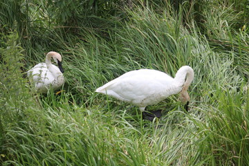 Two Trumpeter Swans, Cygnus Buccinator Face In Marsh Vegetation