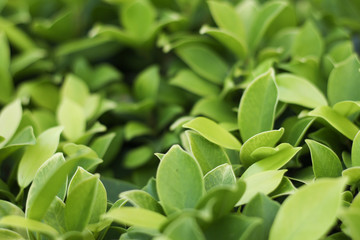 Closeup nature view of green leaf   under sunlight. Natural green plants landscape using as a background or wallpaper