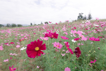 Obraz premium field of pink flowers