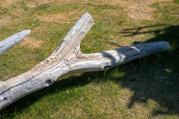 a driftwood