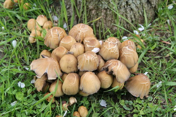 Wild mushrooms at foot of tree