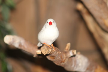White Red beaked Finch on a branch