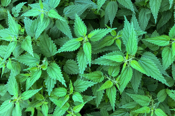  Nettle leaves as background. Green texture of nettle.