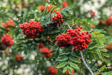 Obraz premium Ripe red mountain ash on a growing tree