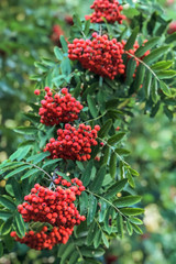 Ripe red mountain ash on a growing tree