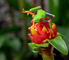Red eyed tree frog in Costa Rica 