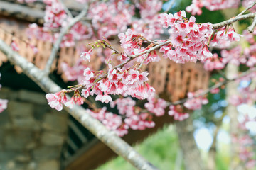 Vintage sakura or cherry blossom