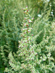 Garden Orach (Atriplex hortensis). Leaves, flowers, seeds. Quinoa twigs with young seed heads on old wooden background. 