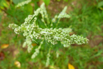 Garden Orach (Atriplex hortensis). Leaves, flowers, seeds. Quinoa twigs with young seed heads on old wooden background. 