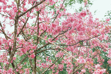 Obraz premium Vintage sakura or cherry blossom