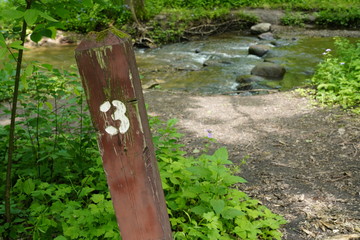 A beautiful nature walk in a Forest in the Summer