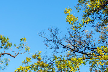 Obraz premium Dry tree with blue sky background.